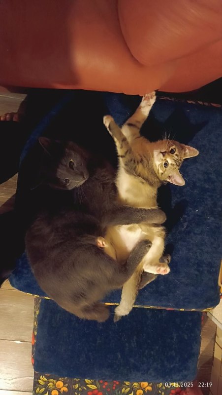 Lost gray cat in Zolotovo — identification photo, lost & found pet database Pathfinder