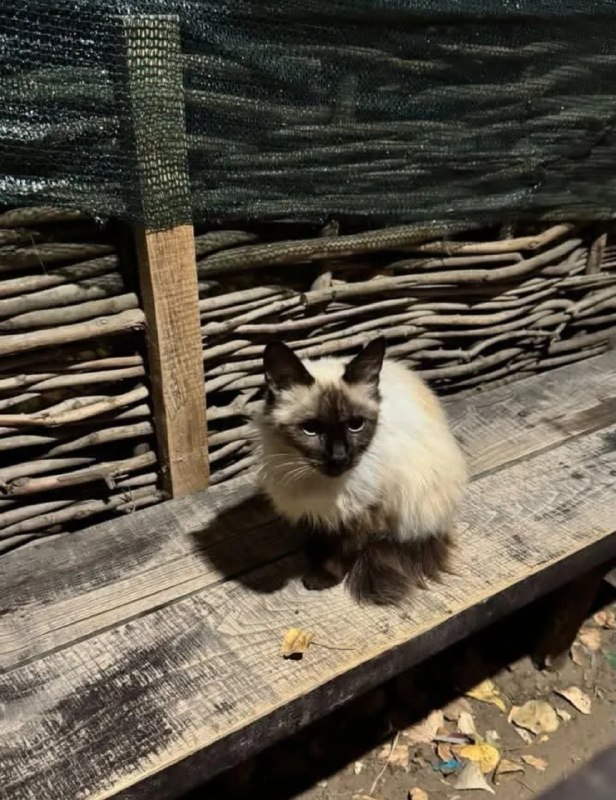 Adoptable cream cat in Volgograd — identification photo, lost & found pet database Pathfinder