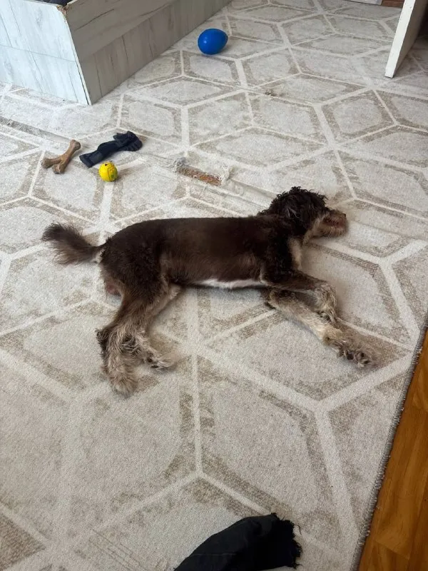 Lost white dog in Chekhov — identification photo, lost & found pet database Pathfinder