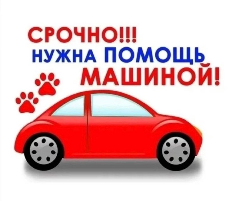 Found black pet in Pervouralsk — identification photo, lost & found pet database Pathfinder