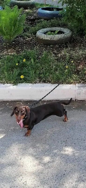 Lost brown dog, такса in Omsk — identification photo, lost & found pet database Pathfinder