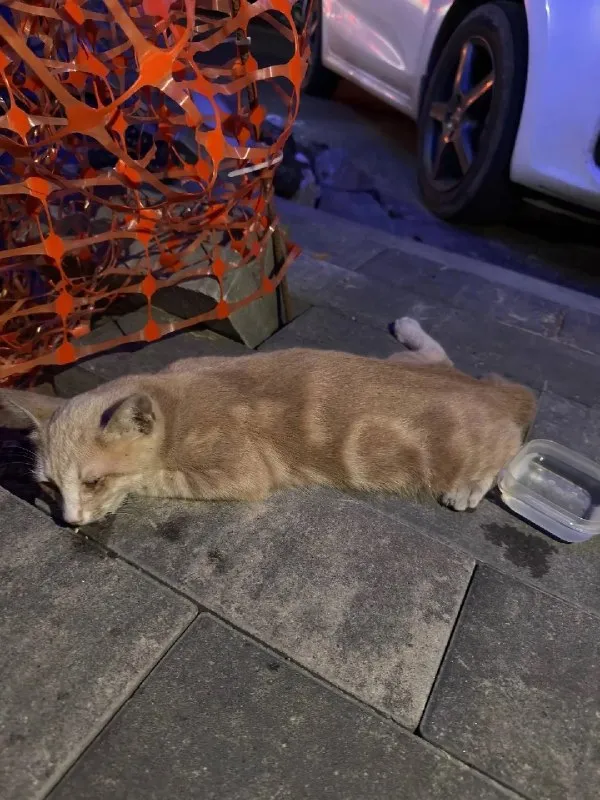 Adoptable ginger cat in Nizhny Novgorod — identification photo, lost & found pet database Pathfinder