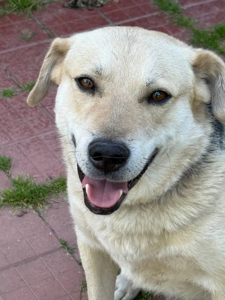 Lost cream dog in Petrovskoe — identification photo, lost & found pet database Pathfinder