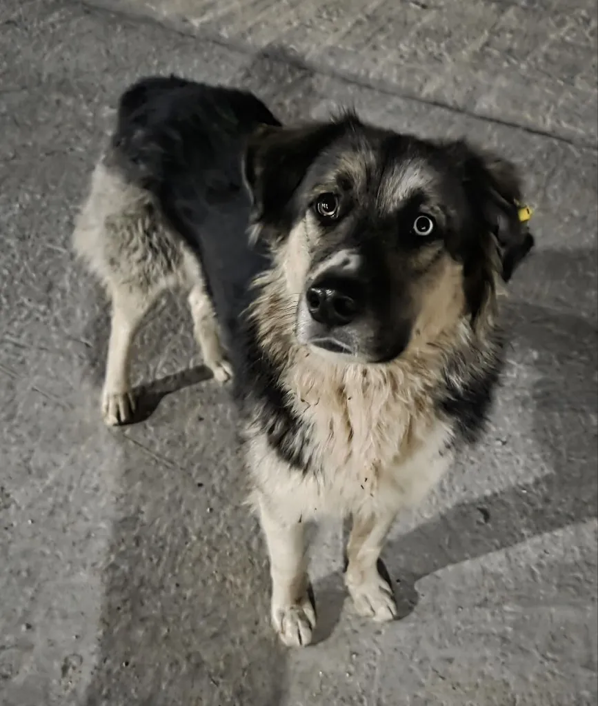 Found dog, метис in Odintsovo — identification photo, lost & found pet database Pathfinder