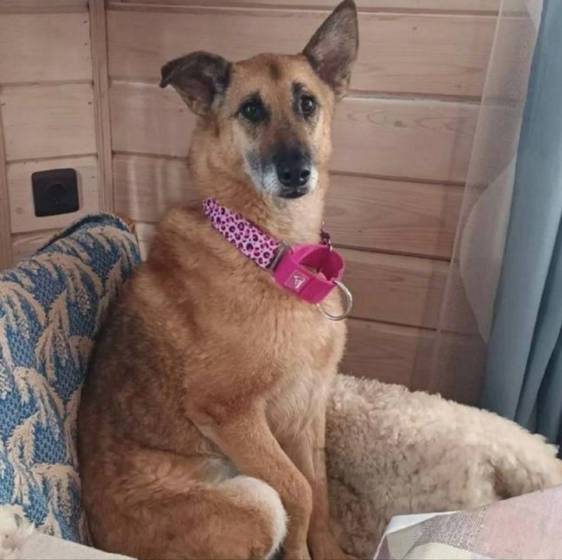 Lost brown dog, метис овчарки in Sertolovo — identification photo, lost & found pet database Pathfinder