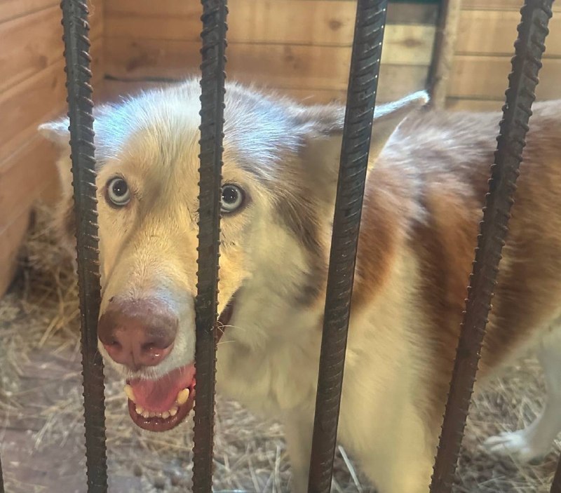 Found ginger dog, хаски in Podolsk — identification photo, lost & found pet database Pathfinder