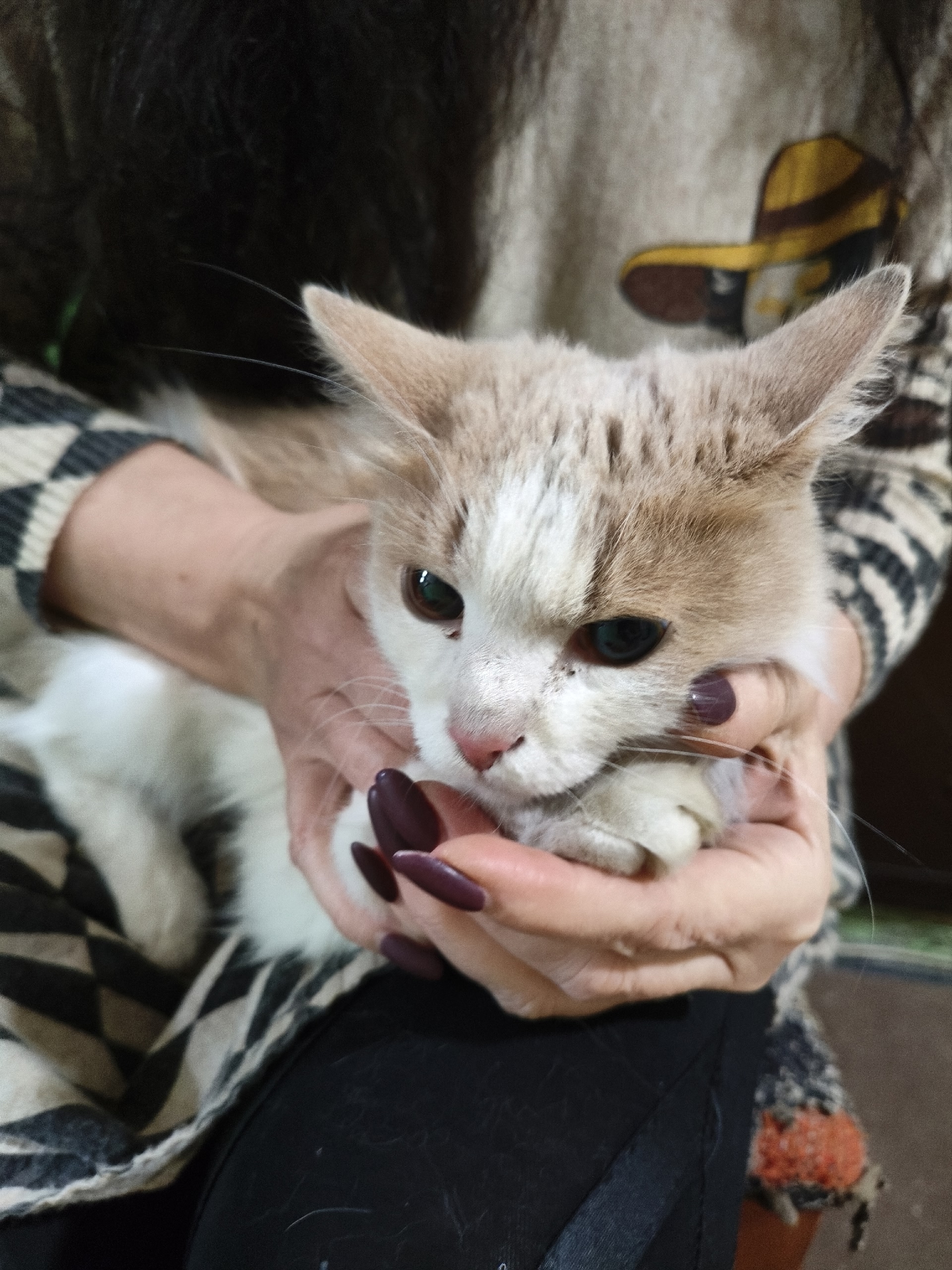 Found white cat in Novosibirsk — identification photo, lost & found pet database Pathfinder