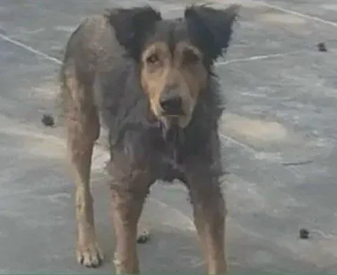 Lost dog in Odintsovo — identification photo, lost & found pet database Pathfinder