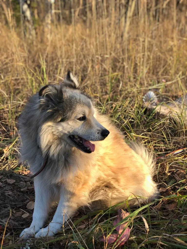 Found dog, метис маламута in Moscow — identification photo, lost & found pet database Pathfinder