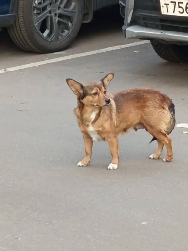 Found ginger dog in Skhodnya — identification photo, lost & found pet database Pathfinder