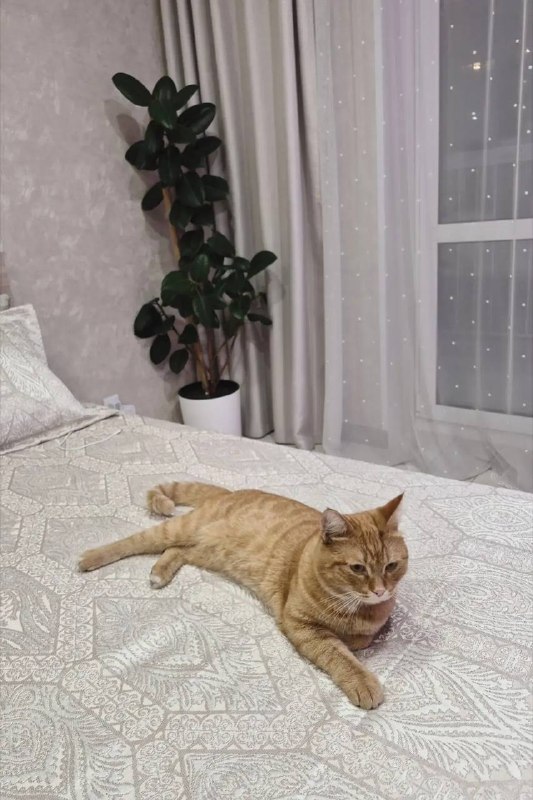 Found ginger cat in Yekaterinburg — identification photo, lost & found pet database Pathfinder