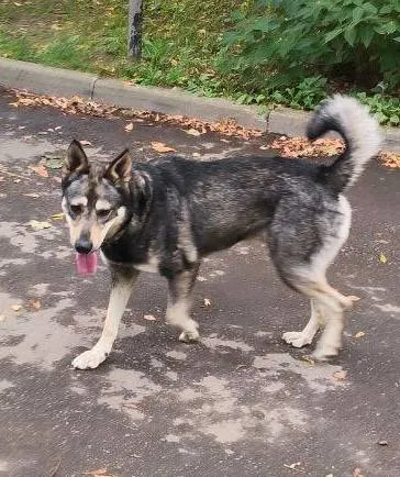 Lost cream dog in Mytishchi — identification photo, lost & found pet database Pathfinder