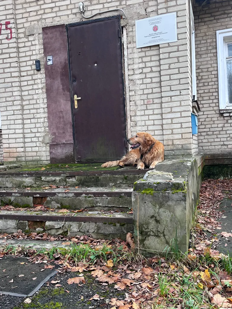 Found dog in Novaya Moskva — identification photo, lost & found pet database Pathfinder