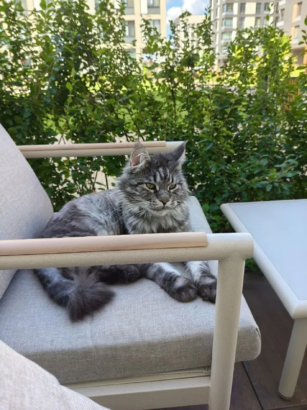 Lost gray cat, мейн-кун in Solntsevo — identification photo, lost & found pet database Pathfinder