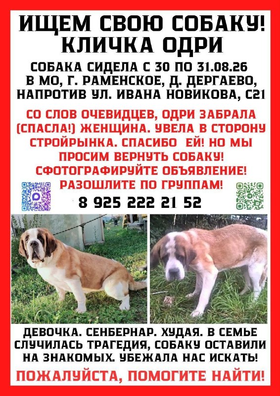 Lost white dog, сенбернар in Dergaevo — identification photo, lost & found pet database Pathfinder