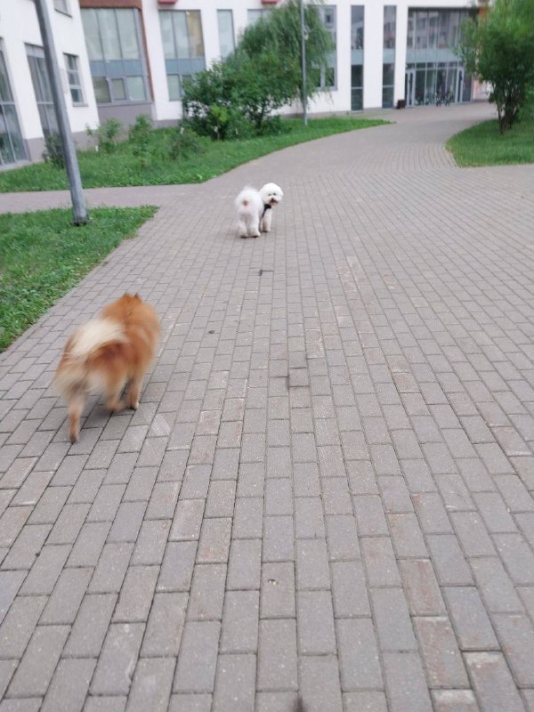 Lost ginger dog, немецкий шпиц in Ramenskoe — identification photo, lost & found pet database Pathfinder