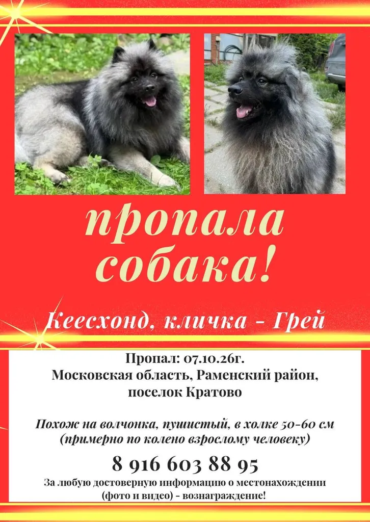 Lost gray dog, кеесхонд (вольфшпиц) in Kratovo — identification photo, lost & found pet database Pathfinder