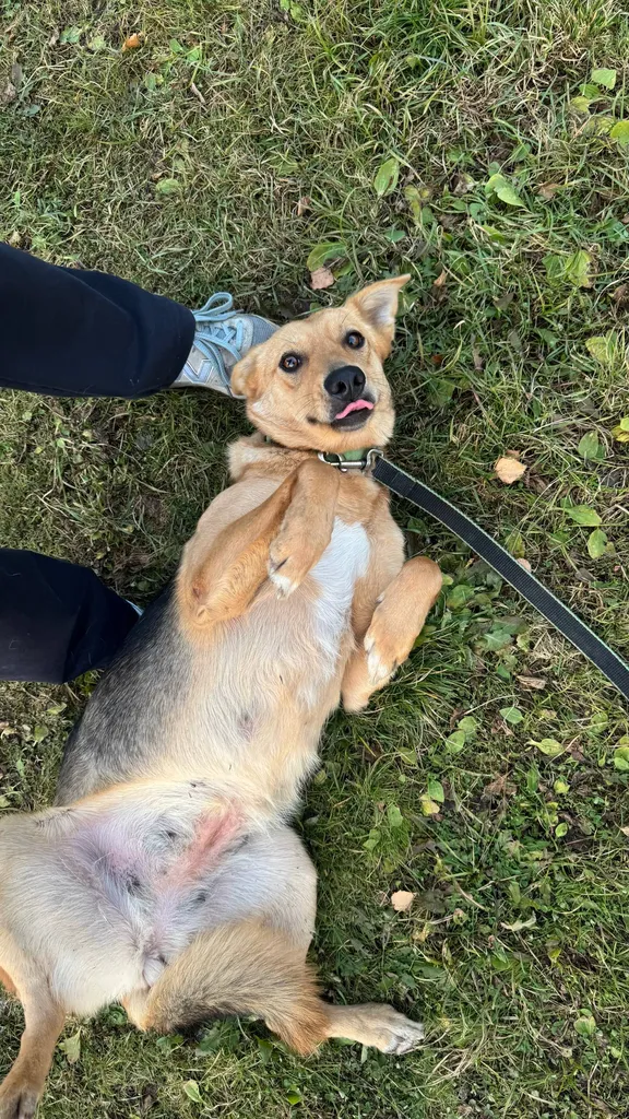 Adoptable dog, метис in Korenevo — identification photo, lost & found pet database Pathfinder