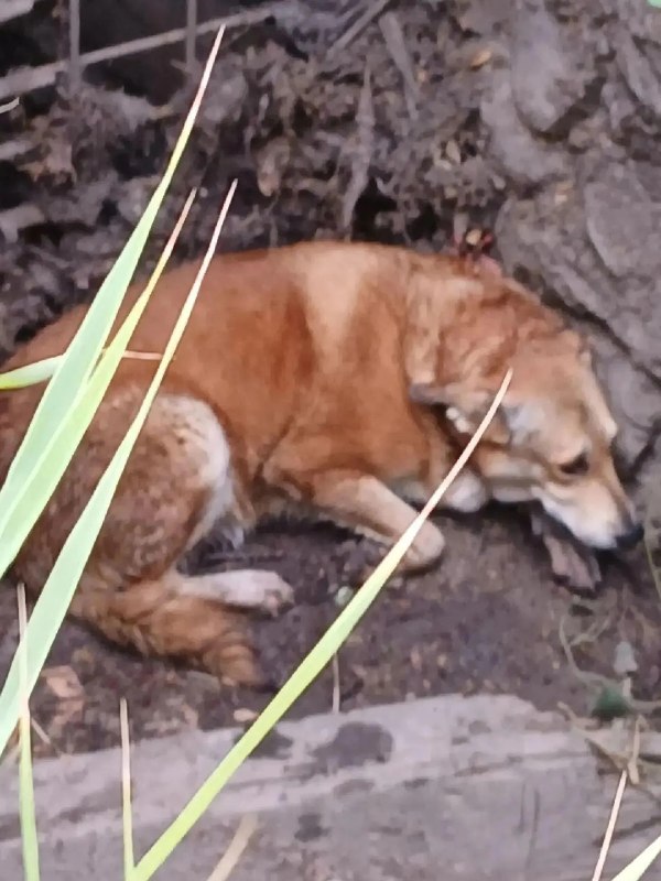 Lost ginger dog in Volgograd — identification photo, lost & found pet database Pathfinder