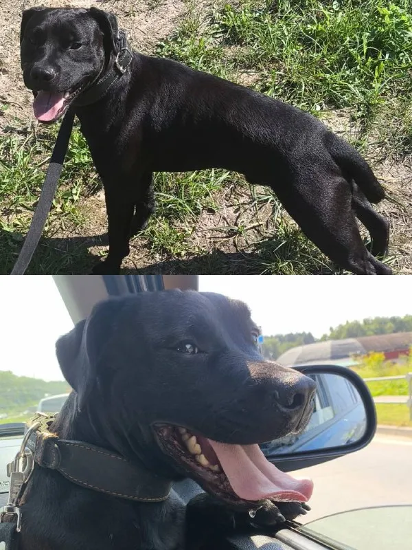 Lost black dog, паттердейл терьер in Podolsk — identification photo, lost & found pet database Pathfinder