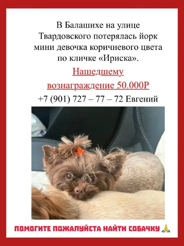 Lost brown dog, йорк in Balashikha — identification photo, lost & found pet database Pathfinder