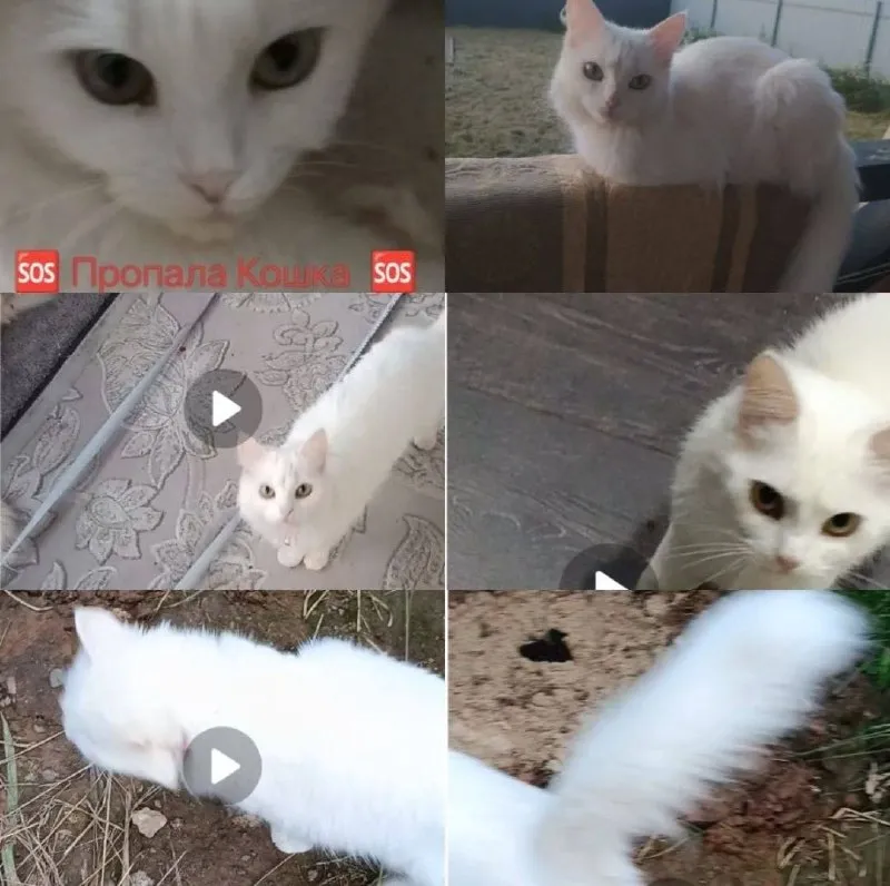 Lost white cat, турецкая ангора in Rastunovo — identification photo, lost & found pet database Pathfinder