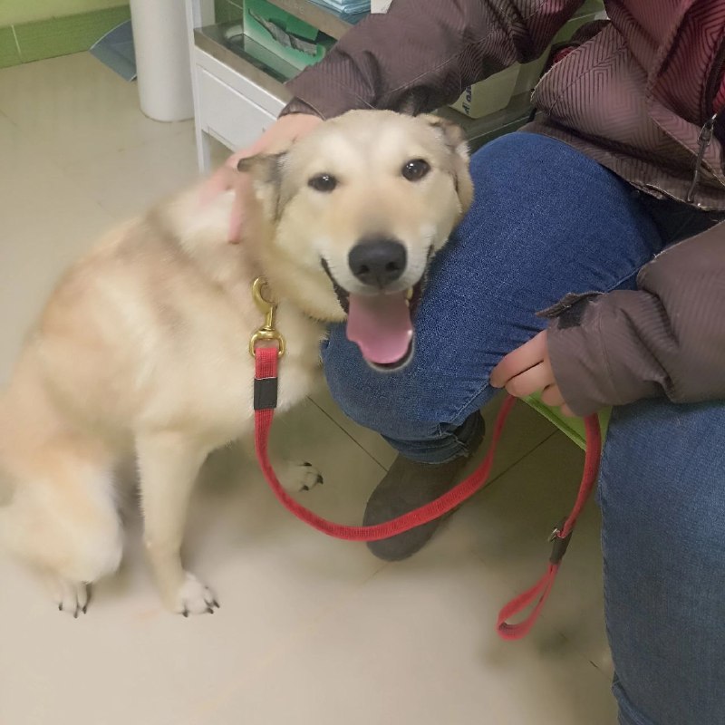 Found cream dog in Saint Petersburg — identification photo, lost & found pet database Pathfinder
