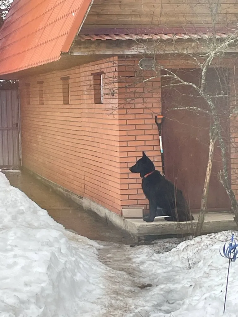 Lost dog, восточно-европейская овчарка in Grigorovo — identification photo, lost & found pet database Pathfinder