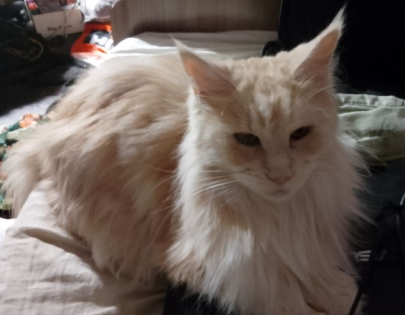 Lost cream cat, мейн-кун in Omsk — identification photo, lost & found pet database Pathfinder