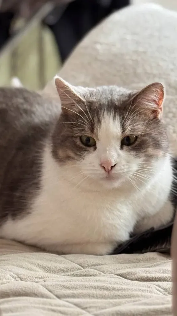 Lost cat, дворняжка in Domodedovo — identification photo, lost & found pet database Pathfinder