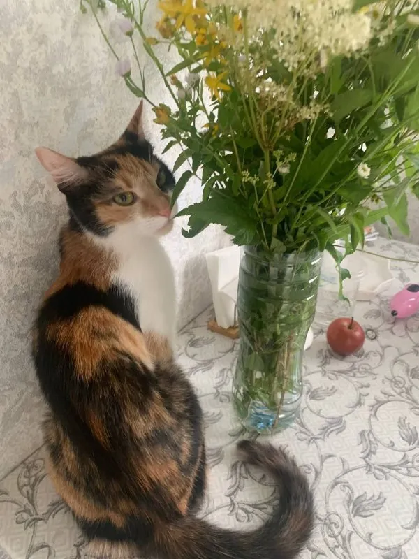 Lost white cat in Elektrostal — identification photo, lost & found pet database Pathfinder