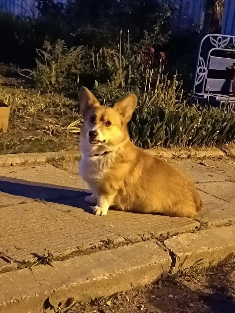 Lost dog, корги in Selskaya Nov — identification photo, lost & found pet database Pathfinder