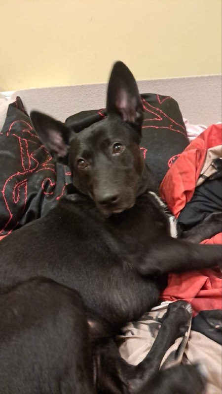 Found black dog, ксоло in Rassudovo — identification photo, lost & found pet database Pathfinder