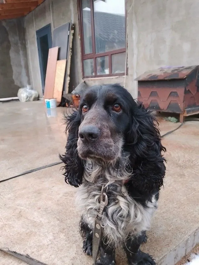 Lost dog, спаниель in Golitsyno — identification photo, lost & found pet database Pathfinder