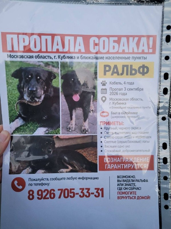 Lost black dog in Kubinka — identification photo, lost & found pet database Pathfinder