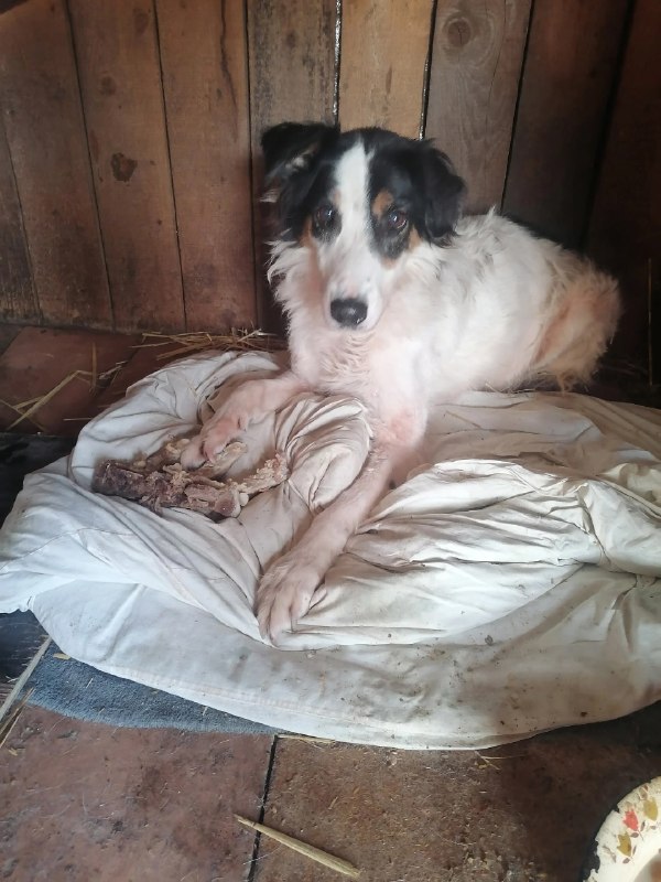 Lost white dog in Perm — identification photo, lost & found pet database Pathfinder