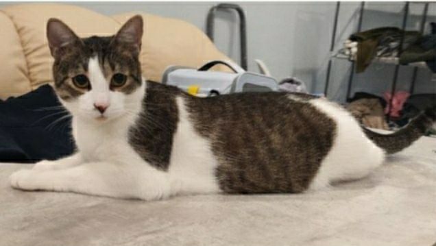 Lost white cat in Devyatkino — identification photo, lost & found pet database Pathfinder