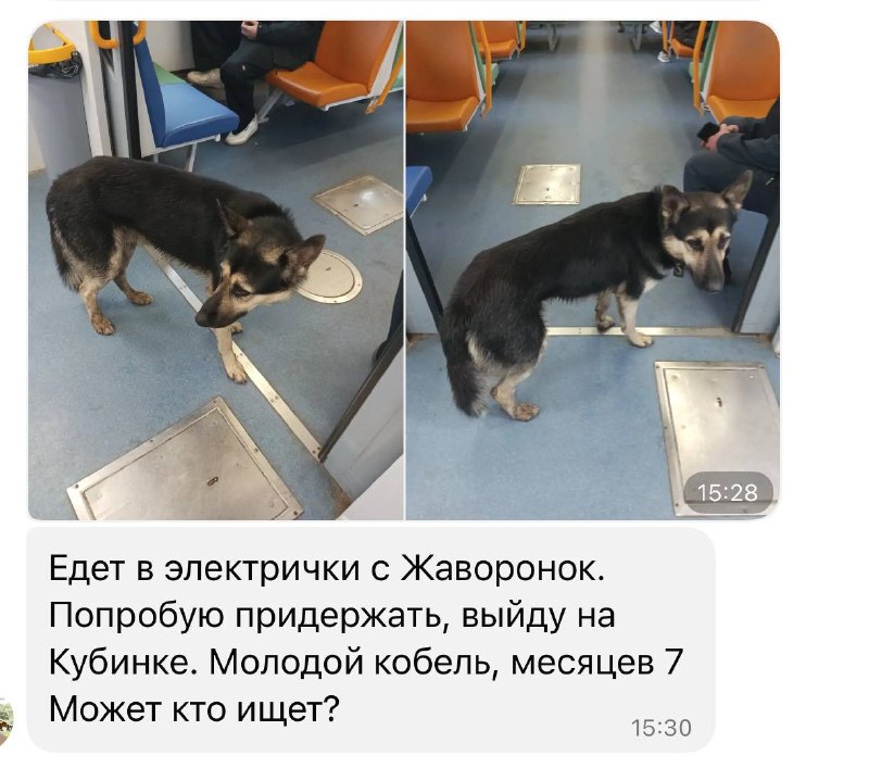 Found brown dog in Zhavoronki — identification photo, lost & found pet database Pathfinder