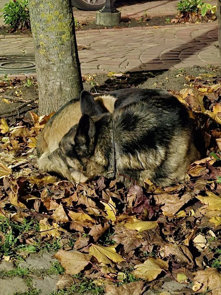 Found dog, овчарка in Moscow — identification photo, lost & found pet database Pathfinder