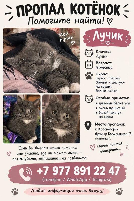 Lost gray cat in Krasnogorsk — identification photo, lost & found pet database Pathfinder