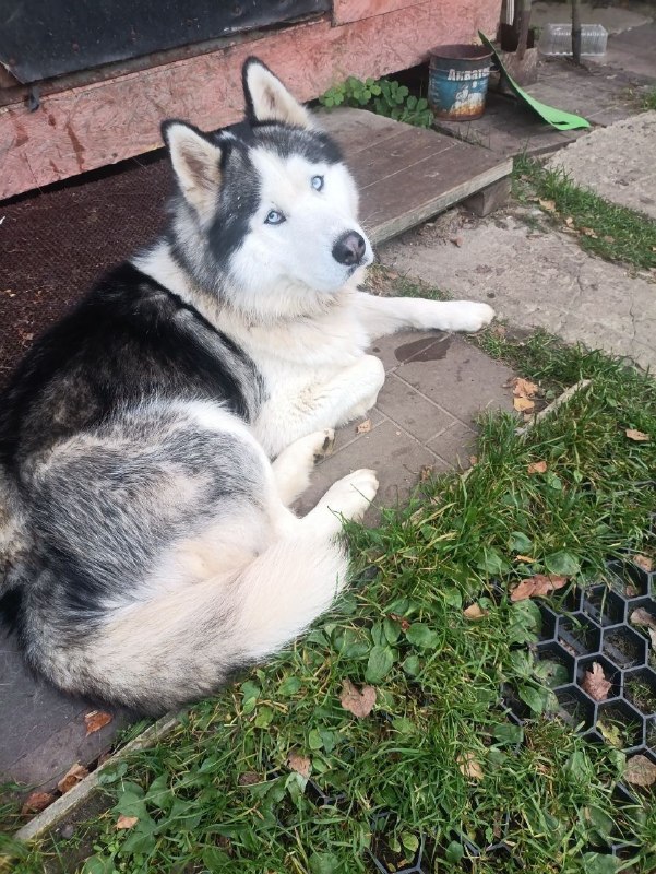 Found white dog, хаски in Konstantinovskoe — identification photo, lost & found pet database Pathfinder