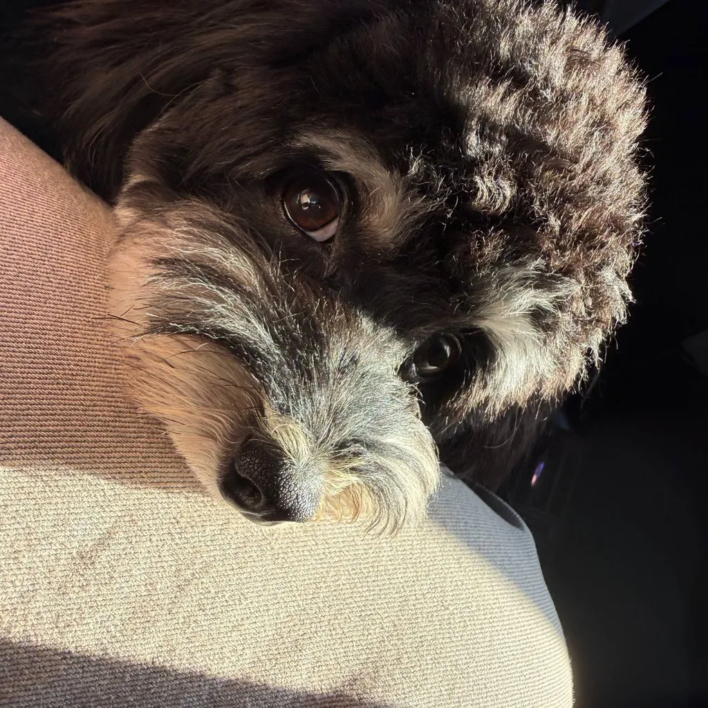 Lost dog in Durykino — identification photo, lost & found pet database Pathfinder