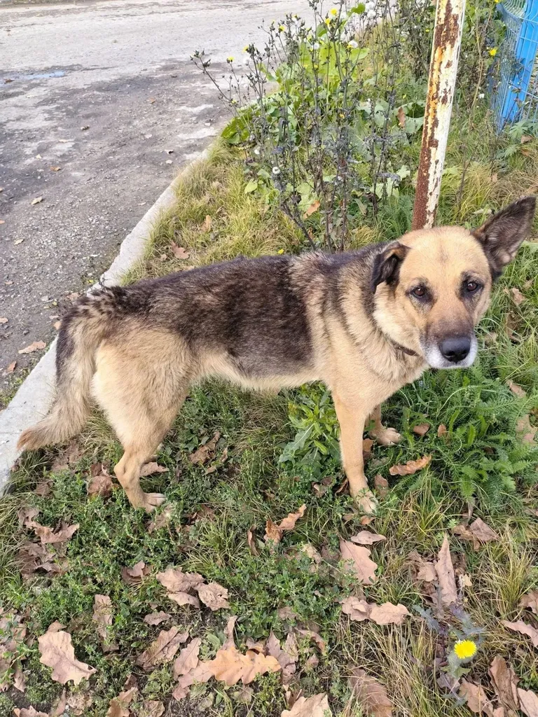 Found dog, метис in Ratmirovo — identification photo, lost & found pet database Pathfinder