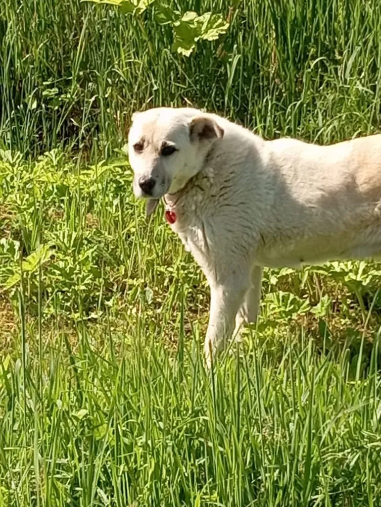 Lost dog in Golokhvastovo — identification photo, lost & found pet database Pathfinder