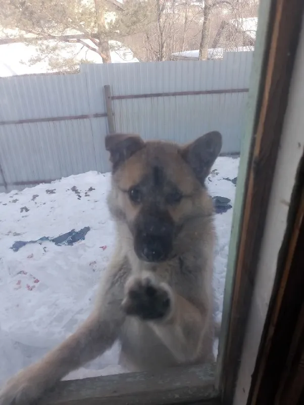 Lost brown dog in Uktusskaya — identification photo, lost & found pet database Pathfinder