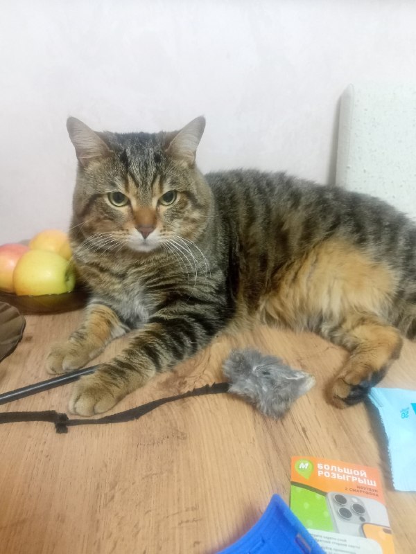 Lost ginger cat in Perm — identification photo, lost & found pet database Pathfinder