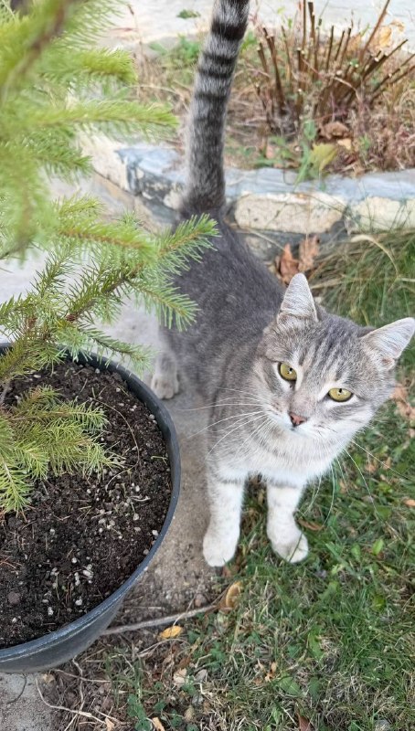 Adoptable white cat in Volgograd — identification photo, lost & found pet database Pathfinder