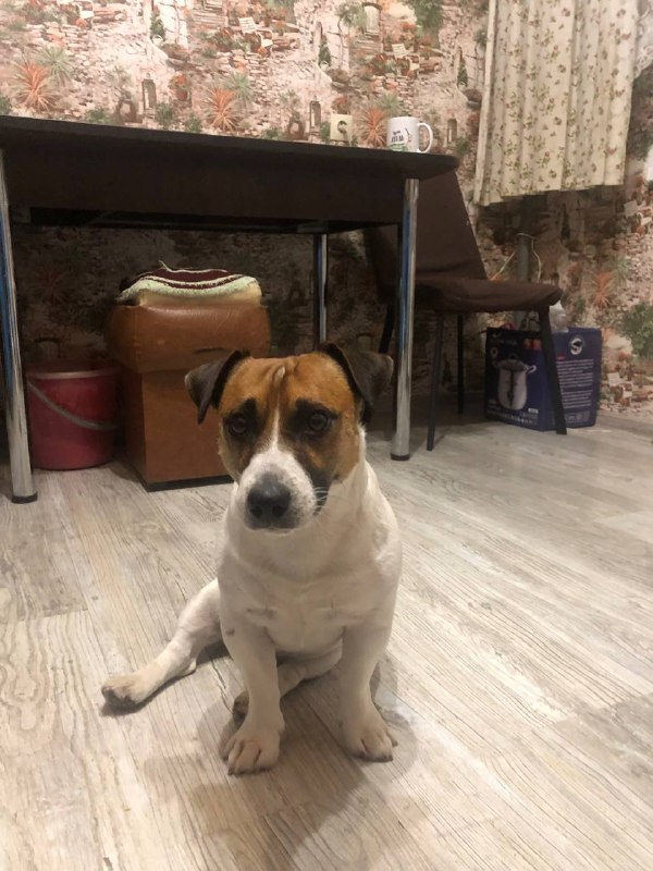 Lost white dog, джек рассел in Troitskoe — identification photo, lost & found pet database Pathfinder