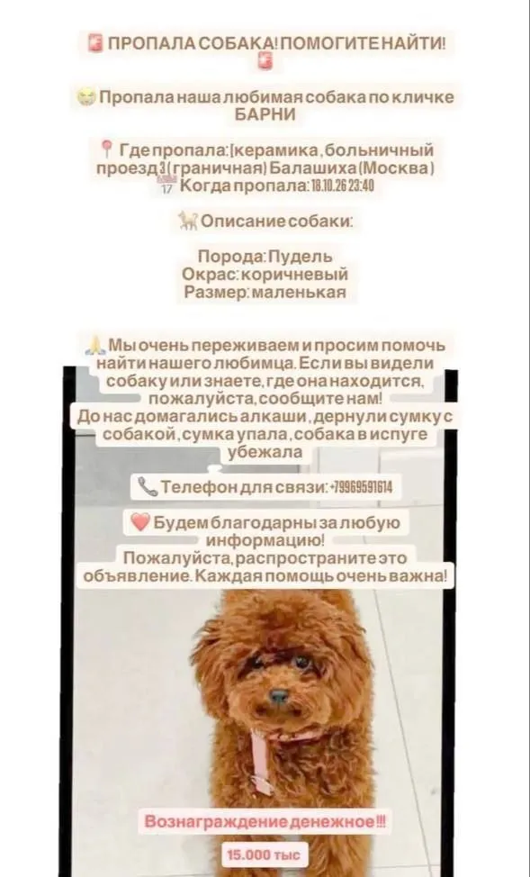 Lost dog, пудель in Balashikha — identification photo, lost & found pet database Pathfinder