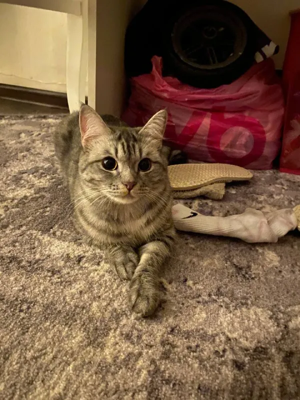 Lost cat in Omsk — identification photo, lost & found pet database Pathfinder